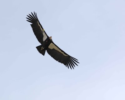 Condor, California-010210-Big Sur, CA-#0614.jpg