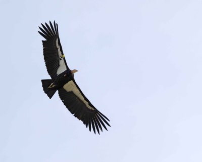 Condor, California-010210-Big Sur, CA-#0615.jpg