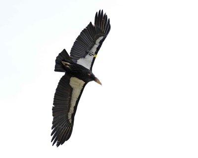 Condor, California-010210-Big Sur, CA-#0618.jpg