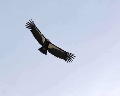 Condor, California-010210-Bir Sur, CA-#0613.jpg