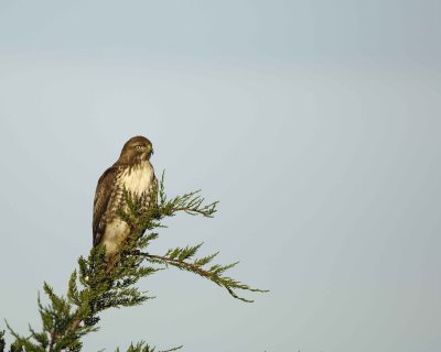Gallery of Red-Tailed Hawk
