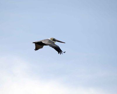 Pelican, Brown, in flight-122909-Piedras Blancas, CA, Pacific Ocean-#0259.jpg