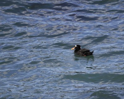 Gallery of Surf Scoter