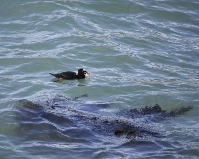 Scoter, Surf, male-123009-Piedras Blancas, CA, Pacific Ocean-#1497.jpg