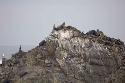 Sea Lion, California-122809-Sea Lion Rocks, Pt Lobos, CA-#0050.jpg