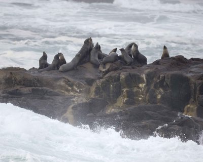 Sea Lion, California-122809-Sea Lion Rocks, Pt Lobos, CA-#0052.jpg