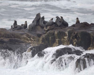 Sea Lion, California-122809-Sea Lion Rocks, Pt Lobos, CA-#0056.jpg