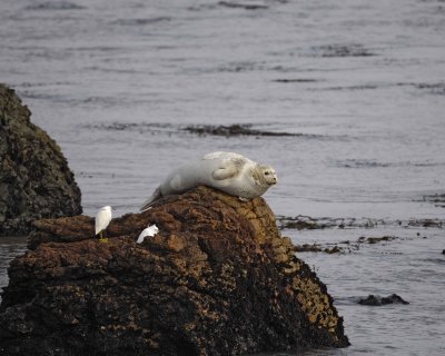Seal, Harbor, on rock-010110-Piedras Blancas, CA, Pacific Ocean-#1251.jpg