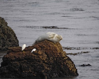 Seal, Harbor, on rock-010110-Piedras Blancas, CA, Pacific Ocean-#1252.jpg