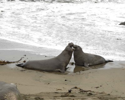 Seal, Northern Elephant, 2 Bulls fighting-123009-Piedras Blancas, CA, Pacific Ocean-#0429.jpg