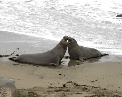Seal, Northern Elephant, 2 Bulls fighting-123009-Piedras Blancas, CA, Pacific Ocean-#0432.jpg