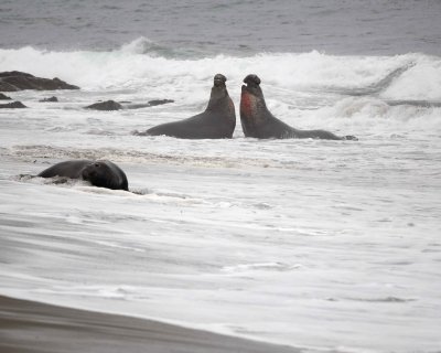 Seal, Northern Elephant, 2 Bulls fighting-123009-Piedras Blancas, CA, Pacific Ocean-#0508.jpg