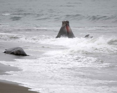 Seal, Northern Elephant, 2 Bulls fighting-123009-Piedras Blancas, CA, Pacific Ocean-#0532.jpg