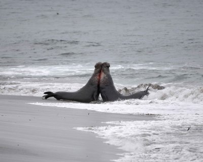 Seal, Northern Elephant, 2 Bulls fighting-123009-Piedras Blancas, CA, Pacific Ocean-#0557.jpg