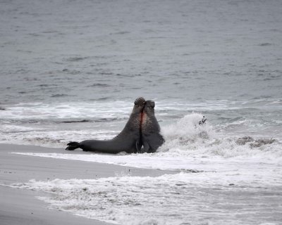 Seal, Northern Elephant, 2 Bulls fighting-123009-Piedras Blancas, CA, Pacific Ocean-#0559.jpg