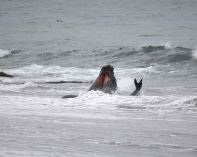 Seal, Northern Elephant, 2 Bulls fighting-123009-Piedras Blancas, CA, Pacific Ocean-#0571.jpg