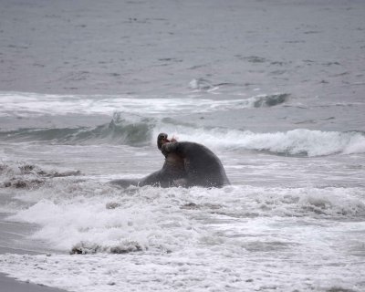 Seal, Northern Elephant, 2 Bulls fighting-123009-Piedras Blancas, CA, Pacific Ocean-#0646.jpg