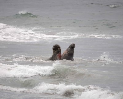 Seal, Northern Elephant, 2 Bulls fighting-123009-Piedras Blancas, CA, Pacific Ocean-#0688.jpg