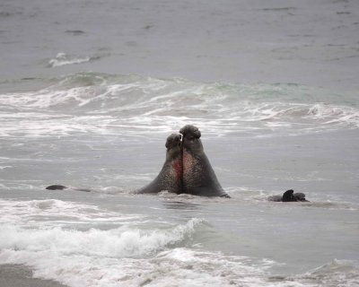 Seal, Northern Elephant, 2 Bulls fighting-123009-Piedras Blancas, CA, Pacific Ocean-#0690.jpg
