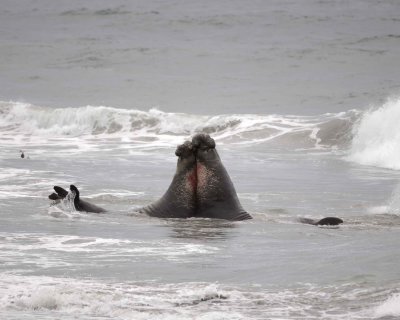 Seal, Northern Elephant, 2 Bulls fighting-123009-Piedras Blancas, CA, Pacific Ocean-#0703.jpg