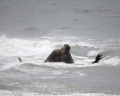 Seal, Northern Elephant, 2 Bulls fighting-123009-Piedras Blancas, CA, Pacific Ocean-#0706.jpg