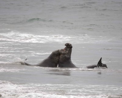 Seal, Northern Elephant, 2 Bulls fighting-123009-Piedras Blancas, CA, Pacific Ocean-#0707.jpg