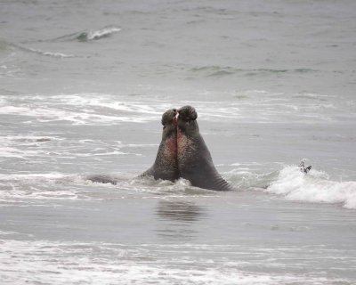 Seal, Northern Elephant, 2 Bulls fighting-123009-Piedras Blancas, CA, Pacific Ocean-#0709.jpg