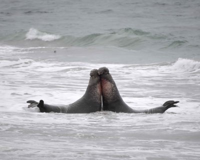 Seal, Northern Elephant, 2 Bulls fighting-123009-Piedras Blancas, CA, Pacific Ocean-#0720.jpg