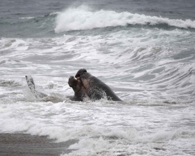 Seal, Northern Elephant, 2 Bulls fighting-123009-Piedras Blancas, CA, Pacific Ocean-#0722.jpg