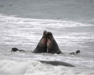 Seal, Northern Elephant, 2 Bulls fighting-123009-Piedras Blancas, CA, Pacific Ocean-#0750.jpg
