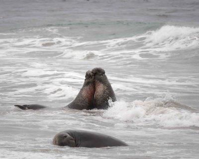 Seal, Northern Elephant, 2 Bulls fighting-123009-Piedras Blancas, CA, Pacific Ocean-#0752.jpg