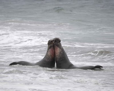 Seal, Northern Elephant, 2 Bulls fighting-123009-Piedras Blancas, CA, Pacific Ocean-#0769.jpg