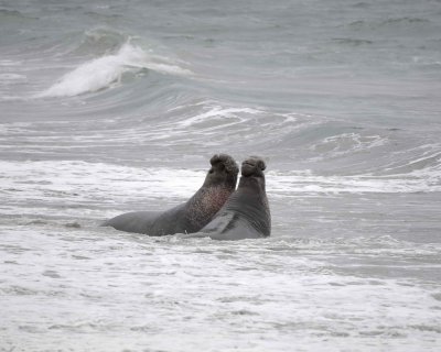 Seal, Northern Elephant, 2 Bulls fighting-123009-Piedras Blancas, CA, Pacific Ocean-#0774.jpg