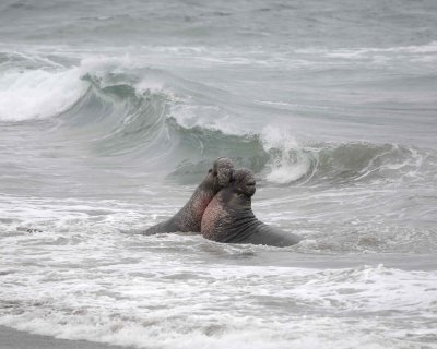 Seal, Northern Elephant, 2 Bulls fighting-123009-Piedras Blancas, CA, Pacific Ocean-#0776.jpg