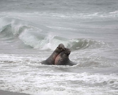 Seal, Northern Elephant, 2 Bulls fighting-123009-Piedras Blancas, CA, Pacific Ocean-#0777.jpg