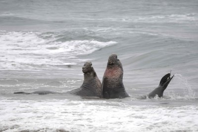 Seal, Northern Elephant, 2 Bulls fighting-123009-Piedras Blancas, CA, Pacific Ocean-#0783.jpg