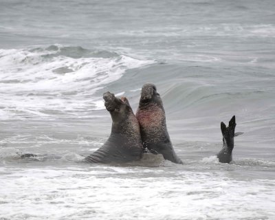 Seal, Northern Elephant, 2 Bulls fighting-123009-Piedras Blancas, CA, Pacific Ocean-#0785.jpg