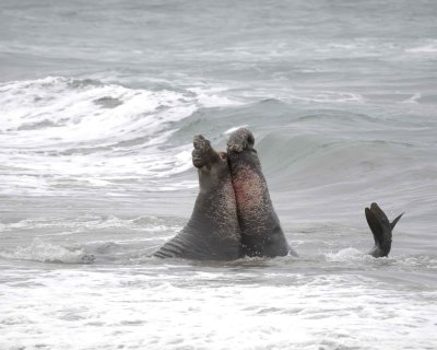 Seal, Northern Elephant, 2 Bulls fighting-123009-Piedras Blancas, CA, Pacific Ocean-#0786.jpg