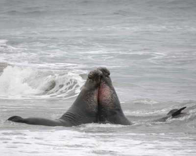 Seal, Northern Elephant, 2 Bulls fighting-123009-Piedras Blancas, CA, Pacific Ocean-#0795.jpg