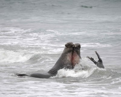 Seal, Northern Elephant, 2 Bulls fighting-123009-Piedras Blancas, CA, Pacific Ocean-#0797.jpg