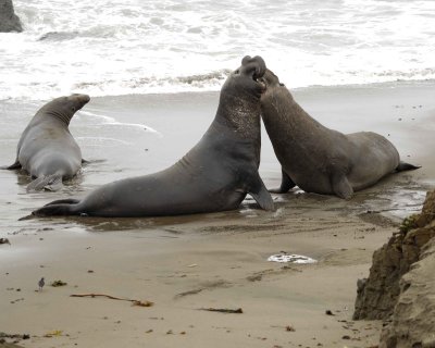 Seal, Northern Elephant, 2 Bulls fighting-123009-Piedras Blancas, CA, Pacific Ocean-#1009.jpg