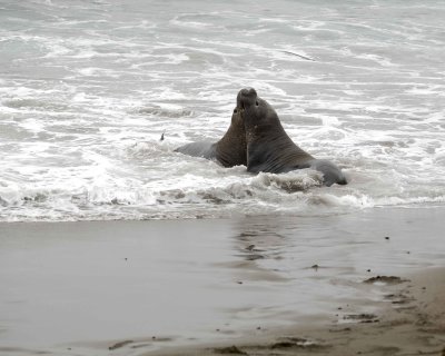 Seal, Northern Elephant, 2 Bulls fighting-123009-Piedras Blancas, CA, Pacific Ocean-#1034.jpg