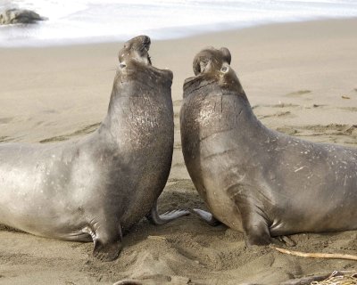 Seal, Northern Elephant, 2 Bulls fighting-123009-Piedras Blancas, CA, Pacific Ocean-#1081.jpg