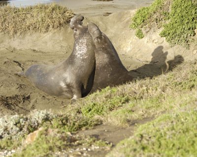 Seal, Northern Elephant, 2 Bulls fighting-123109-Piedras Blancas, CA, Pacific Ocean-#0938.jpg