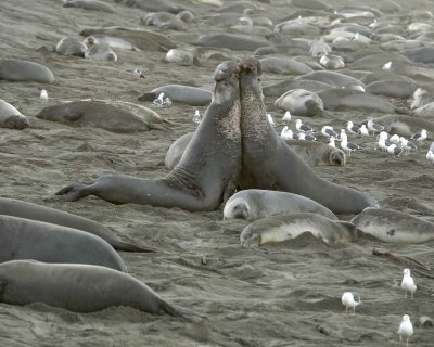 Seal, Northern Elephant, 2 Bulls fiighting-123109-Piedras Blancas, CA, Pacific Ocean-#0292.jpg