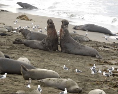 Seal, Northern Elephant, 2 Bulls, fighting-010110-Piedras Blancas, CA, Pacific Ocean-#0396.jpg