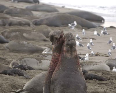 Seal, Northern Elephant, 2 Bulls, fighting-010110-Piedras Blancas, CA, Pacific Ocean-#0600.jpg