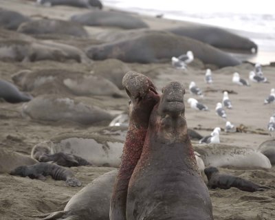 Seal, Northern Elephant, 2 Bulls, fighting-010110-Piedras Blancas, CA, Pacific Ocean-#0601.jpg