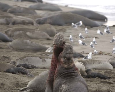 Seal, Northern Elephant, 2 Bulls, fighting-010110-Piedras Blancas, CA, Pacific Ocean-#0603.jpg