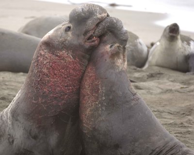 Seal, Northern Elephant, 2 Bulls, fighting-010110-Piedras Blancas, CA, Pacific Ocean-#0613.jpg